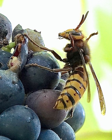 hornet